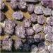 Natural Crystal Rough Crystal Natural Purple Ghost Phantom Quartz Crystal Cluster Rock Stones and Crystals Reiki Specimen Home Deco Crystal (Size : 300-350g) - Buy Online on GoSupps.com