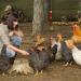 NCTP Handmade Chicken Swing Toy with Natural Wooden Perch Stand for Hens - Perfect for Parrots, Macaws, and Bird Training - Buy Online on GoSupps.com