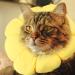Vanyibro Cat Recovery Collar Cute Sun Flower Neck Cone for Large Cats or Puppies Adjustable and Comfortable - Buy Online on GoSupps.com