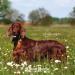 Hilton Herbs Top Coat Natural Dog Supplement. 100% Natural Ingredients. Healthy Skin and Shinny Coat. For Dogs with Itchy Skin Sensitive to Allergens or Prone to Itching. 125 g - Buy Online on GoSupps.com