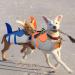 Buy Cit toile Shark Life Jacket for Dogs - Light Safe & Reflective - Perfect for Water Sports - Available in L L Blue for Small Medium & Large Dogs - Buy Online on GoSupps.com