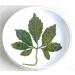 TooGet Wild Jiaogulan Loose Leaf Tea Premium Gynostemma Pentaphyllum Herbs 100% Natural - 4 OZ - Buy Online on GoSupps.com