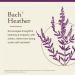 Bach Original Flower Remedies Heather - Empathize & Listen - Natural Homeopathic Flower Essence for Emotional Balance - Vegan Gluten Free Sugar Free - 20mL Dropper - Buy Online on GoSupps.com