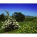 Health Embassy Hawthorn Flower Tea (Crataegus L.) - 50g | Premium Herbal Tea for Heart Health | International Shipping Available - Buy Online on GoSupps.com