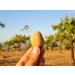 Portuguese Toasted Skinless Almond 10 kg Large Natural Ideal for Vegan Vegetarian Keto and Paleo Diets. Vale D'Amendoa - Buy Online on GoSupps.com