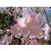 Reale Azalea Rododdendro slidechii 150 semi Schinable fragrant Real color