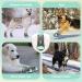 Slowton Waterproof Dog Shoes for Small & Medium Dogs - Non-Slip Reflective Velcro Boots for Winter | Size 6 (Green) - Paw Protection (2 Pieces) - Buy Online on GoSupps.com