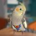Shenrongtong Parrot Diaper - Protective Bird Harness Flight Suit Waterproof And Leakproof Liner For Parakeet Cockatoos Parrot M - Buy Online on GoSupps.com