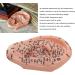 Buy Versatile Ear Acupuncture Model - PVC with Clear Lettering | Soft & Flexible for Home Lessons - International Shipping Available - Buy Online on GoSupps.com
