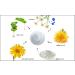 Raya Azulen Soothing Masque | Calming Facial Treatment for Sensitive Skin | Tones & Refines Complexion | Azulene & Aloe Vera - Buy Online on GoSupps.com