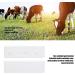3 Pack Cow Pregnancy Test Strips - Reliable Cow Pregnancy Tester 0.9 Inch - Animal Husbandry Equipment - Buy Online on GoSupps.com