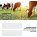 Cow Pregnancy Test Strip - High Accuracy Livestock Veterinary Equipment for Easy International Shipping - Buy Online on GoSupps.com