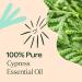 Plant Therapy Cypress Essential Oil 10 mL (1/3 oz) 100% Pure Undiluted Natural Aromatherapy for Congestion Relief and Clear Skin 0.33 Fl Oz (Pack of 1) - Buy Online on GoSupps.com