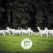 New Zealand Goat Milk Ghee - 8oz (227g) - Paleo & Keto Friendly | Non-GMO, Hormone & Antibiotic-Free, Gluten & Glyphosate Residue Free - Buy Online on GoSupps.com