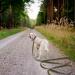 Buy Wolfone 9m Army Green Dog Training Leash - Waterproof Durable & Easy-Care for Recall Swimming Camping & More | International Shipping Available - Buy Online on GoSupps.com