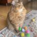 Rimobul 20PCS 1.5INCH Extra Large Glitter Pom Pom Balls for Cats | Cat's Favorite Chase Toy - Buy Online on GoSupps.com