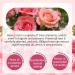 Rose Essential Oil Organic Rose Oil 100% Pure & Natural Cold Pressed Veganm for Face Skin Body Hair Hands for Skin Brightening Anti-Aging Anti-Wrinkle & Hydrating 60 ml - Buy Online on GoSupps.com