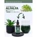 Adema Natural Chlorophyll Extract Drops - Vegan High-Dose Liquid Concentrate - Pure Alfalfa - 50ml - Natural Health Supplement - Buy Online on GoSupps.com