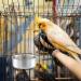 2 Pieces Bird Feeding Dish Cups Stainless Steel Parrot Food Water Bowls Animal Cage Water Food Bowl with Clamp Cage Hanging Food Bowl for Pet Dogs Parrots - Buy Online on GoSupps.com