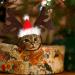 Shop Lynbly Christmas Reindeer Headband for Pets | Adjustable Cat & Dog Headgear with Santa Hat - Buy Online on GoSupps.com