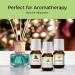 Winter Essential Oil Set: Christmas Wreath, Pine, Vanilla, Peppermint, Cinnamon, Sugar Cookie, Gingerbread - 6 Fragrance Oils by Good Essential Oils - Buy Online on GoSupps.com