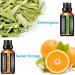 URPOWER 6 Aromatherapy Essential Oils Diffuser Gift Set - Lavender, Peppermint, Sweet Orange, Eucalyptus, Tea Tree, Lemongrass - 100% Pure Oils - 10ml Each - Buy Online on GoSupps.com