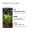 Buy Molton Brown Re-Charge Black Pepper Body Lotion - Luxury Hydrating Lotion for All Skin Types | International Shipping Available - Buy Online on GoSupps.com