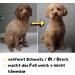 Moki B r Dog Shampoo with Argan Oil | Smooth Fur & Easy Combing | Made in Germany 250ml | International Shipping - Buy Online on GoSupps.com