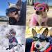 NAMSAN Dog Sunglasses - UV Protection Waterproof Adjustable Glasses for Small Dogs & Cats - Pink - Buy Online on GoSupps.com