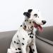 Unique Style Paws Adjustable Dog Collar & Leash - Floral Design for Small Medium & Large Dogs & Cats - International Shipping Available - Buy Online on GoSupps.com