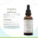 HerbEra Angelica B60 Alcohol-Free Herbal Extract Tincture Concentrated Liquid Drops Natural Angelica (Angelica archangelica) Dried Root (2 fl oz) 2 Fl Oz (Pack of 1) - Buy Online on GoSupps.com