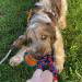 Tug-E-Nuff Pocket PowerBall Bungee | Shock Absorbing Bungee Handle | Durable Ball Toy for Dogs | Ideal for Interactive Dog Training and Dogs of all Ages | 23 cm (9 inches) in size Orange Pattern - Buy Online on GoSupps.com