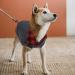 Cit toile Warm Dog Sweater | Turtleneck Knitting for Autumn/Winter | Stylish Puppy Coat with Linen Holes | Gray Large Size for Small to Medium Pets - Buy Online on GoSupps.com