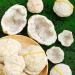 CIMWJOPS Natural Crystal White Agate Druzy Cave Crystal Geode Stone Raw Crystal Cluster 100-150g 1pair - Buy Online on GoSupps.com