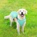 Kuoser Cool Vest for Dogs | Cooling Jacket & Coat for Outdoor Activities | Ventilated Dog Cooling Vest in Green - Buy Online on GoSupps.com