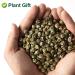 Plantgift Jasmine Dragon Pearls Tea 130g - Premium Green Tea & Oolong Blend - Best Jasmine Tea for a Soothing Experience | International Shipping - Buy Online on GoSupps.com