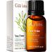 Gya Labs Australian Organic Tea Tree Oil for Skin - Natural Tea Tree Oil for Hair - Tea Tree Oil for Face - Tea Tree Essential Oil for Toenails Scalp & Piercings - (10ml) Organic Tea Tree 10 ml (Pack of 1)
