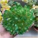 Natural Crystal Rough Natural Rainbow Halo Quartz Cluster Restoration Home Decoration Stone Gift Crafts (Size : 450-500g) - Buy Online on GoSupps.com