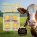 WNOHIQ Beef Tallow for Skin Organic Grass-Fed Beef Tallow Balm Tallow and Honey Balm with Raw Honey Olive Oil - Body & Face Moisturizer Soothes and nourishes for Dry & Sensitive Skin - Buy Online on GoSupps.com