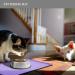 Reopet Waterproof Silicone Pet Feed Mat - Elevated Edges for Dogs & Cats - 47x30 cm Lilac - Non-Slip Easy to Clean - Buy Online on GoSupps.com
