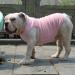 Lovelonglong Summer Pet Clothing Dog T-Shirt Ribbed Tank Top for Bulldogs - 100% Cotton, Pink, Size XL - Buy Online on GoSupps.com