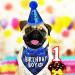Dog Birthday Hat Dog Party Hat with Bow Tie Collar and Gold Number Dog Birthday Bandana Hat Bow Tie Set Reusable Dog Cats Birthday Cap for Pet Puppy Cat Birthday Party Decorations (Blue) - Buy Online on GoSupps.com