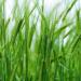 Organic Hulled Barley 2 Pounds - Non-GMO, 100% Whole Grain, Kosher, Vegan - High Fiber for Brewing & Cooking. Product of USA - 2lb Pack - Buy Online on GoSupps.com
