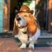AWOCAN Pet Dog Cowboy Hat Cosplay Cap Puppy Pet Dog Cat Holiday Costume Pet Party Decoration - Buy Online on GoSupps.com