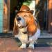 Awocan Dog Cowboy Hat & Bandana Scarf - Stylish Sombrero Costume for Dogs & Cats - Perfect Pet Party Accessory (Coffee) - Buy Online on GoSupps.com