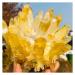 Crystal Cluster Rare New Yellow Phantom Quartz Crystal Cluster Specimen ningxiao (Size : 200-250g)