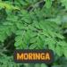 Cupplement - Moringa 60g - Organic - Free Scoop - Superior Quality Powder - Buy Online on GoSupps.com