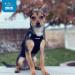 Best Pet Supplies Voyager Mesh Harness & Leash Combo for Small to Large Breed Puppies - Reflective, Neoprene Handle - Black/Black Trim (S, Chest 14.5-16) - Buy Online on GoSupps.com