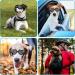 Cobee Puppy Sunglasses - Cute Dog Goggles with Adjustable Strap | Small Dog Sunglasses for UV Protection, Anti-Fog, Waterproof, Windproof | Heart Shaped Design for Dogs and Cats - Buy Online on GoSupps.com