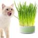 Shop Lambo Cat Grass Box - Hydroculture Sprout Tablets for Healthy Cats | Cultivated Cat Plant Grass Box for Indoor Use - Buy Online on GoSupps.com